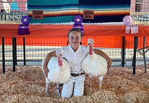 Girl showing turkeys at fair