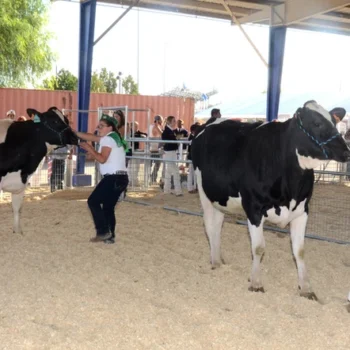 Cattle show at farm event